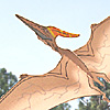 プテラノドン　Pteranodon