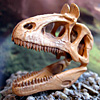 クリオロフォサウルス